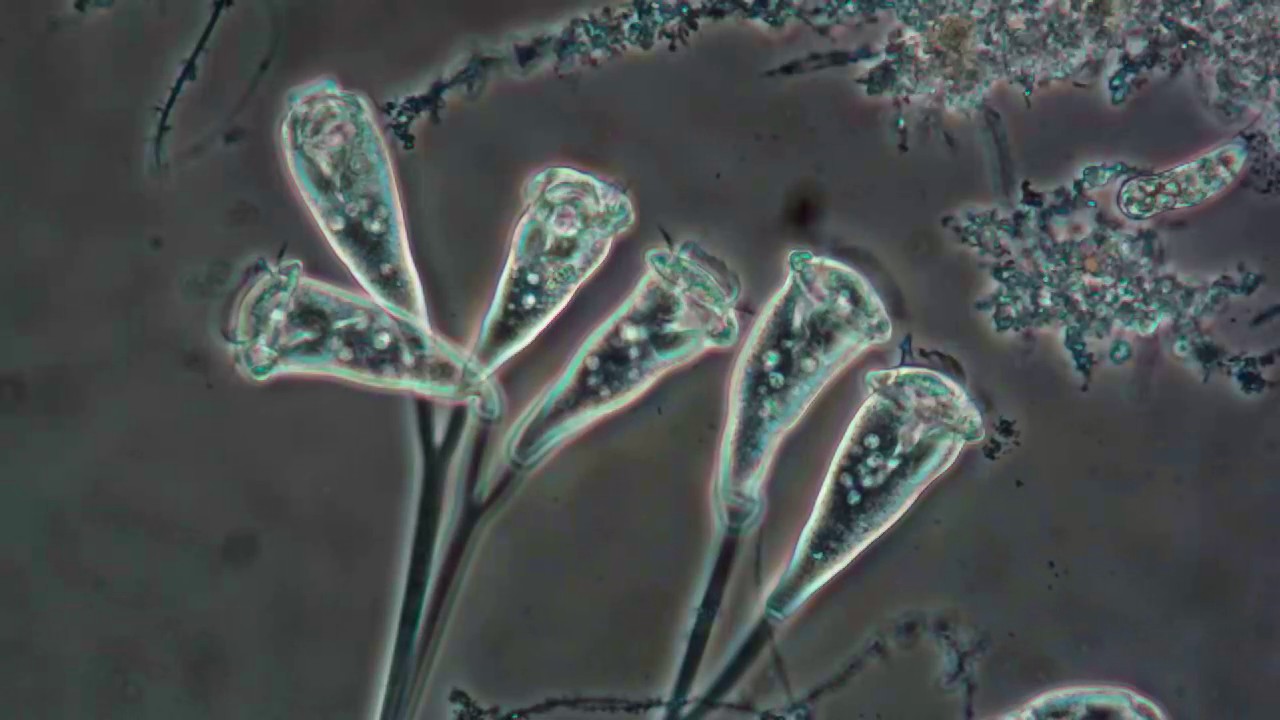 html5 bootstrap by colorlib.com